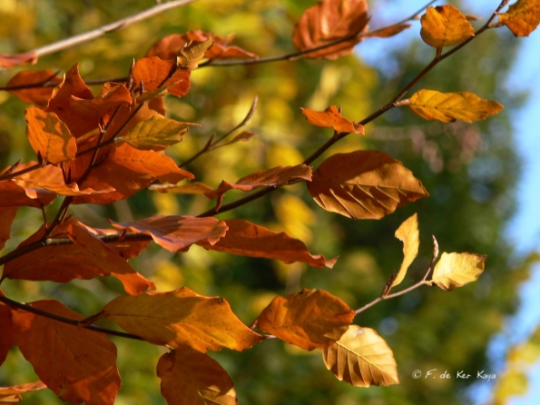 Chant d'automne 2012 (3)